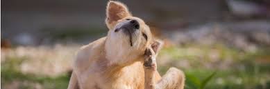 Éradiquer les puces de chien. 44pl2yxwmc4bzm