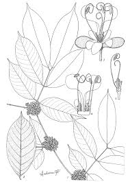 Image result for Anthonotha