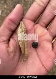 Image result for Ozoroa paniculosa