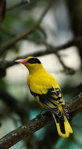 Yellow Birds Of The Southwest Blaavk Naped Oriole Birds Pretty Birds