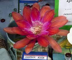 Epiphyllum Heather Rose Orchid Cactus Rose Orchids