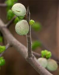 Image result for Commiphora africana