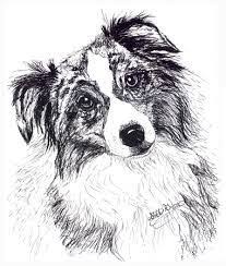 Drawing Reference Australian Shepherd Google Search Dog Sketch Dog Drawing Australian Shepherd