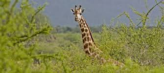 Tsavo East and West | Everything to know | Discover Africa Safaris
