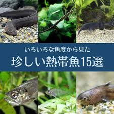 AQUALASSIC（アクアラシック）