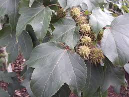 Image result for Altingiaceae