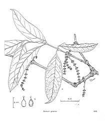 Image result for Gnetum