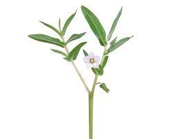 Image result for Trichodesma