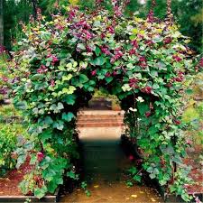 Image result for Dolichos angustifolius