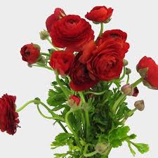 Looking for hard to find flowers and artificial stems? Red Ranunculus Flowers Wholesale Blooms By The Box