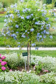 Image result for Plumbago auriculata