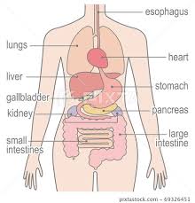 Image result for internal organs