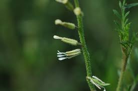 Image result for Carrichtera annua