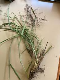 Image result for Panicum maximum