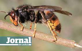 Métodos para la cría de reinas y para obtener jalea real. Jornal De Leiria Mais De 100 Ninhos De Vespa Asiatica Destruidos Este Ano Na Marinha Grande