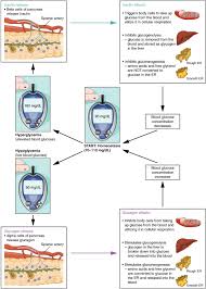 The Endocrine Pancreas Anatomy And Physiology Ii