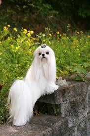 Stunning Maltese Dogs Maltese Puppy Cute Cats And Dogs