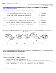 Mitosis of an animal cell coloring answers. Mitosis Practice Worksheet