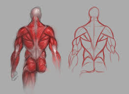 Almost every muscle constitutes one part of a pair of identical bilateral. Back Muscles Study By Guillermoramirez On Deviantart