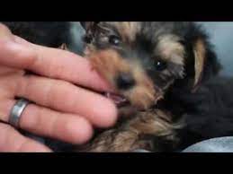 (251,295) yorkie playing with puppy german sheppard (184,873) Moringa Yorkies Video 39 S Yorkie Puppies For Sale Moringa Yorkie Teacups Yorkshire Terriers Grooming Pro Yorkie Puppy Yorkie Puppy For Sale Yorkie Terrier