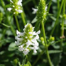 Image result for Stachys