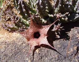 Image result for Huernia hislopii