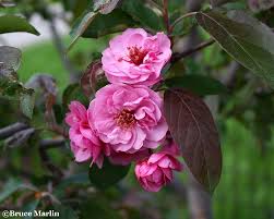 The deciduous tree classification has quite a number of fast growing trees. Scarlet Brandywine Crabapple Malus Scbrazam North American Insects Spiders