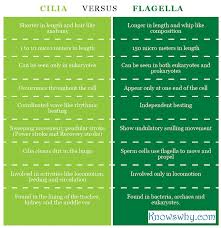 Cilia And Flagella Difference Google Search Prokaryotes Different Biology