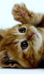 Check spelling or type a new query. 29 Best Anak Kucing Comel Ideas Haiwan Peliharaan Haiwan Lucu Kucing