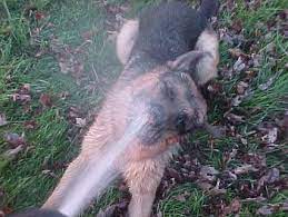 Spray Bottles To Stop Barking Puppy Forum And Dog Forums