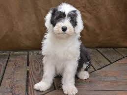 Black And White English Sheepdog Bobtail For Sale Bobtail Puppies Puppies Dogs For Sale Old English Sheepdog