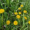 Image result for Helichrysum dilucidum