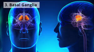 Secrets of your adhd brain. The Adhd Brain Neuroscience Behind Attention Deficit Disorder