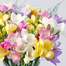 Fragrant Flowers Bouquet Fragrant Freesias Bouquet By Post Bunches Freesia Flowers Flowers Uk September Flowers We send our freesia flowers by post all over the uk. pinterest