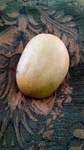 From their journey on the mango tree, how to choose them at the grocery store and how to cut them. Julie Mango The Mango Poem Letterpile