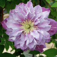 Clematis Piilu Kubelpflanzen Clematis Pflanzen