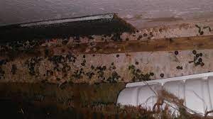 The damaged area is about 3'x 10'. Mold And Rot Mobile Home Owner Tips