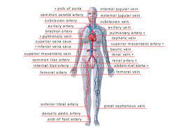 Maybe you would like to learn more about one of these? Blood The Heart And Circulation Mr Smit Life Sciences For Shs