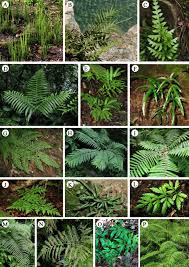 Image result for Pteris