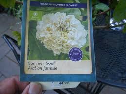 The star jasmine or trachelospermum jasminoides is an evergreen, highly fragrant climber, for sale from paramount trachelospermum jasminoides evergreen jasmine. Summer Soul Arabian Jasmine