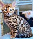 Bengal Cat Breeders In Virginia - Bengal Cat Club