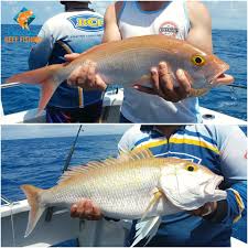 Several in our group ordered the fish tacos and raves. Sharptooth Jobfish Pristipomoides Cairns Reef Fishing Facebook