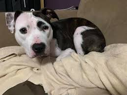 Research the rescue, are they breed specific? Always Strong Pit Bull Rescue And Relocation Facebook