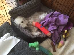 Transporting your pooch to the vet can be tricky, though. 7 Reasons Your Goldendoodle Is Limping And How To Fix It Vet Explained Goldendoodle Advice