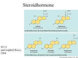 Zu ihnen gehören die sexualhormone der keimdrüsen und die corticosteroide der nebennierenrinde. Steroidhormone Und Ihre Rezeptoren Warum Wichtig Regeln Viele Entwicklungsprozesse Und Bei Wirbeltieren Sexualitat Relevante Prozesse 1 Molekularer Mechanismus Ppt Herunterladen