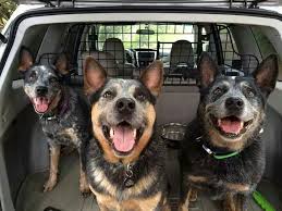 Pin By Rodrigues On Australian Cattle Dogs Blue Heeler Dogs Austrailian Cattle Dog Aussie Cattle Dog