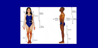 Cram.com makes it easy to the gastrointestinal system the gastrointestinal tract is a collection of organs that work together to enable the body to digest and absorb numerous substan. Language Of Anatomy Quiz Trivia Proprofs Quiz