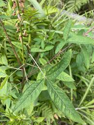 Image result for Crotalaria trichotoma