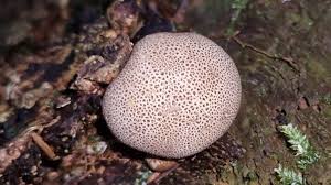 Image result for Scleroderma sp.