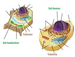 Membran sel adalah pembungkus sel pada bagian luar yang tersusun dari protein (lipoprotein), kolesterol dan lemak (lipid). Apa Fungsi Vakuola Pada Sel Hewan Konsep Pentingnya Usaha Tiga Dua Satu